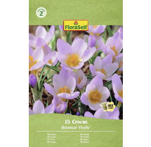 Förpackning med 15 st Botanical 'Firefly' krokuslökar