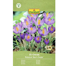 Förpackning med 15 krokus Botanical Barrs Purple blomsterlökar från FloraSelf