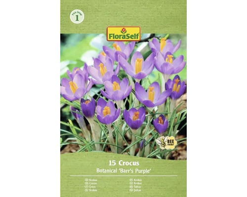 Blomlökar FLORASELF Krokus 'Barr's Purple' 12st Förpackning med 15 krokus Botanical Barrs Purple blomsterlökar från FloraSelf