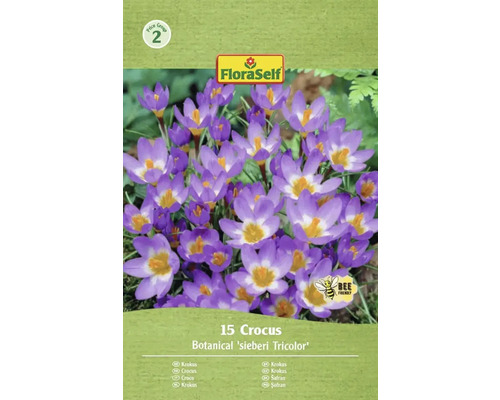 Blomsterlökar FLORASELF Krokus 'Tricolor' 15st Förpackning med 15 krokusar av sorten Botanical sieberi Tricolor från FloraSelf