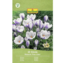 FloraSelf Krokus Prins Claus, förpackning med 12 stycken