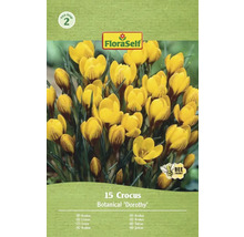 Förpackning med krokusar av sorten Botanical Dorothy