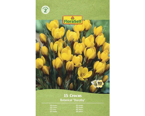 Blomsterlökar FLORASELF Krokus 'Dorothy' 15st Förpackning med krokusar av sorten Botanical Dorothy
