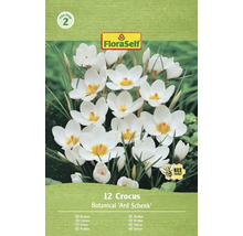 Förpackning med 12 krokusar av sorten Botanical 'Ard Schenk'