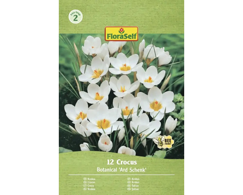 Förpackning med 12 krokusar av sorten Botanical 'Ard Schenk'