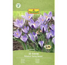Förpackning med 12 krokuslökar av sorten Botanical 'Spring Beauty'
