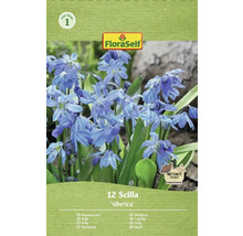 Förpackning med 12 Scilla siberica lökar av märket FloraSelf