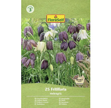 FloraSelf Kungsängslilja blomsterlökpaket med 25 stycken