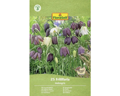 FloraSelf Kungsängslilja blomsterlökpaket med 25 stycken