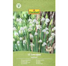 Förpackning sommarsnöklocka Leucojum aestivum