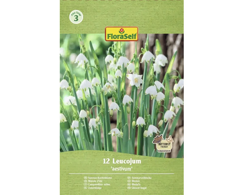 Förpackning sommarsnöklocka Leucojum aestivum