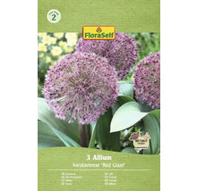 Förpackning med tre prydnadslökar av sorten Allium karataviense Red Giant