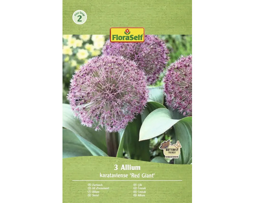 Blomlökar FLORASELF Allium Karataviense Red Giant 3st Förpackning med tre prydnadslökar av sorten Allium karataviense Red Giant