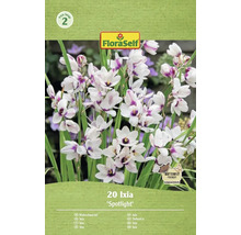 Förpackning med 20 Ixia Spotlight blomsterlökar av märket FloraSelf