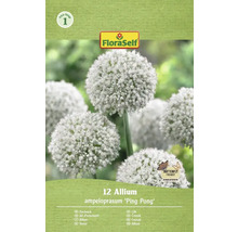 Förpackning med 12 Allium ampeloprasum 'Ping Pong' prydnadslök lökar från FloraSelf