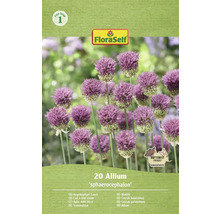 Förpackning med kulök från FloraSelf med 20 stycken