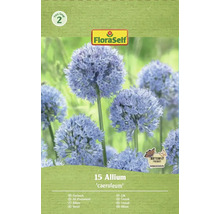 Förpackning prydnadslök Allium caeruleum, lämplig för fjärilar, från FloraSelf
