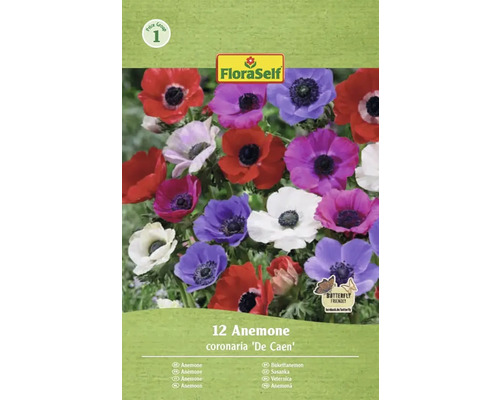 Blomlökar FLORASELF Bukettanemon Coronaria De Caen 12st FloraSelf Anemone coronaria De Caen, 12 stycken, fjärilsvänlig