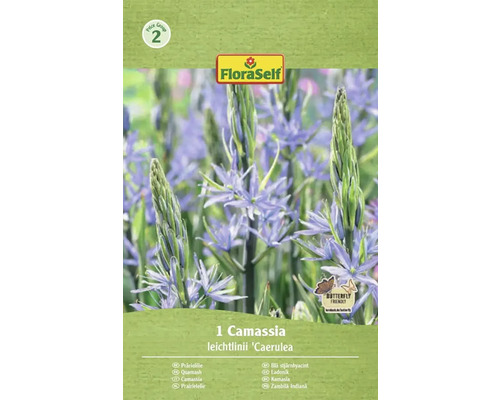 Blomlökar FLORASELF Lilja Camassia Leichtlinii 1st Förpackning med enstaka Camassia leichtlinii 'Caerulea' prärielilja av märket FloraSelf