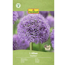 Blomsterlök Allium Gladiator