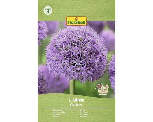 Blomsterlök Allium Gladiator