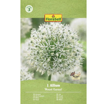 Allium Mount Everest i FloraSelf-förpackning