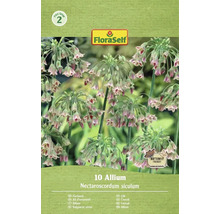 Förpackning med 10 stycken Allium Nectaroscordum siculum frön