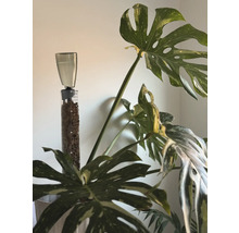 Monstera planta med bevattningssystem och klätterhjälp