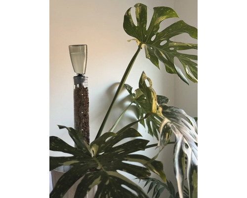 Monstera planta med bevattningssystem och klätterhjälp