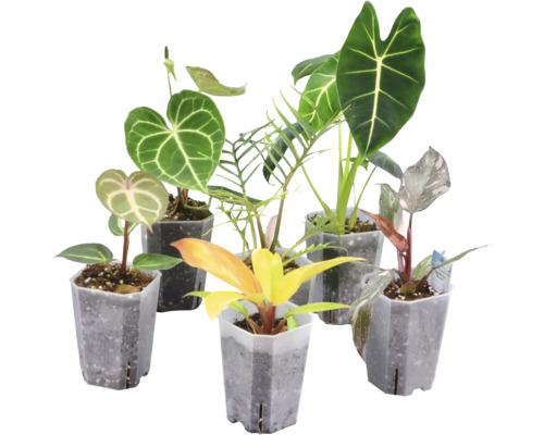 Grön krukväxt exotisk klassisk mix Olika krukväxter i krukor