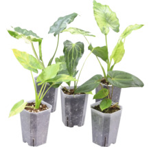 Fem krukväxter i krukor