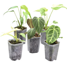 Fem olika krukväxter i krukor