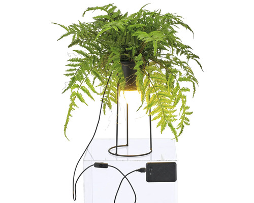 Dekorativ krukväxt med lampa i svart kruka