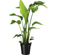 Strelitzia i svart blomkruka