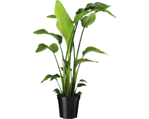 Strelitzia i svart blomkruka