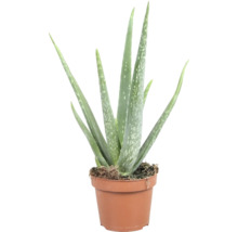 Aloe Vera växt i kruka