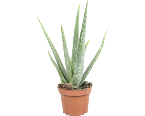 Aloe Vera växt i kruka