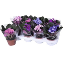 Flera saintpaulior i krukor på en bricka