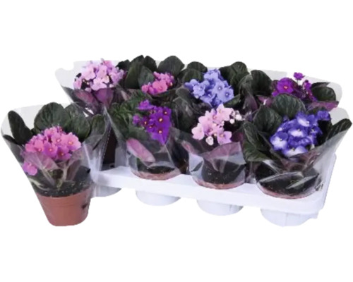 Flera saintpaulior i krukor på en bricka