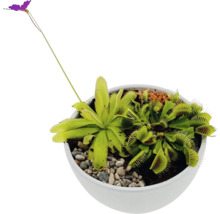 Köttätande växter i kruka med venusflugfälla och sileshår