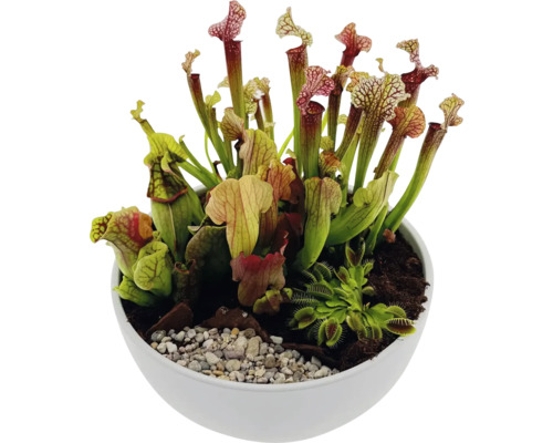 Köttätande växter i en vit kruka