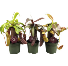 Tre kannrankeväxter i krukor