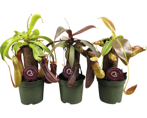 Tre kannrankeväxter i krukor