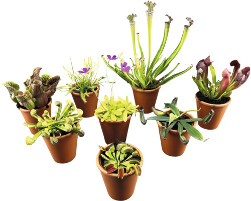 Diverse köttätande växter i krukor.