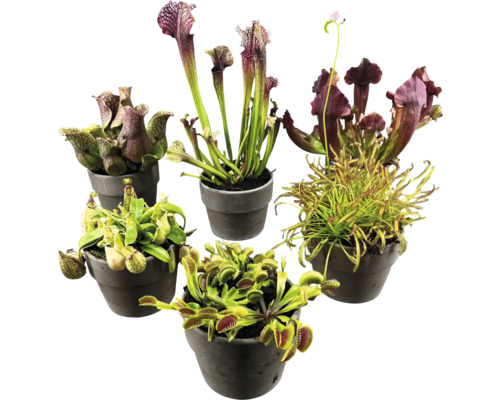 Olika köttätande växter i krukor