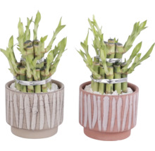 Två lyckobambu-växter i dekorativa krukor