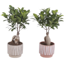 Två Ficus Ginseng-växter i krukor med randigt mönster