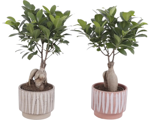 Två Ficus Ginseng-växter i krukor med randigt mönster