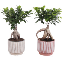 Två bonsai-fikonträd i krukor