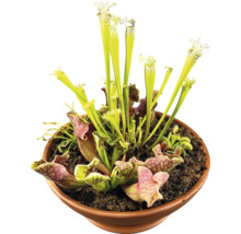 Köttätande växter i kruka